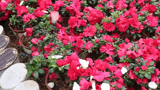 壹定发(中国游)官方网站