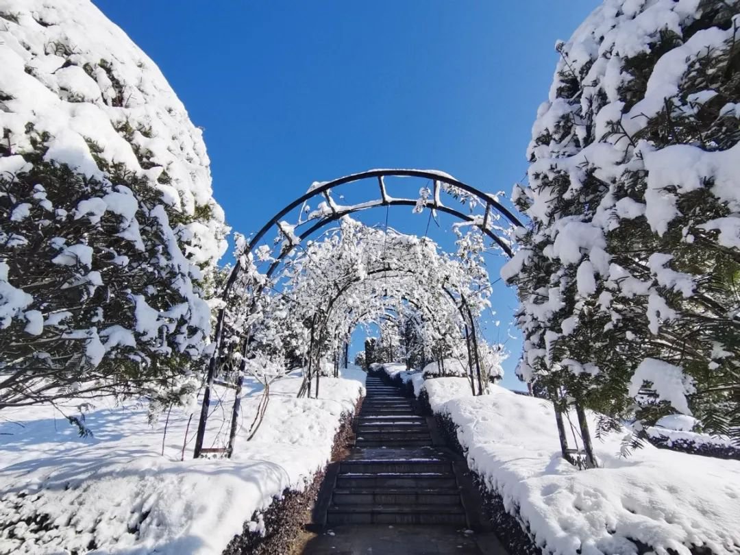雪落玉龙，，，三冬含暖。。。。