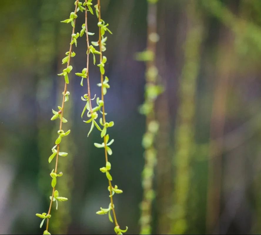 壹定发(中国游)官方网站